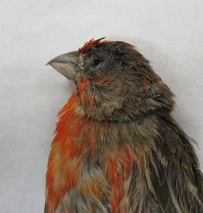 Male house finch with conjunctivitis due to mycoplasmosis.